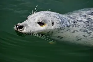 Floating Prints: Harbour Seal (Phoca vitulina) Individual loafing in Inner Harbour, Victoria, BC, Canada