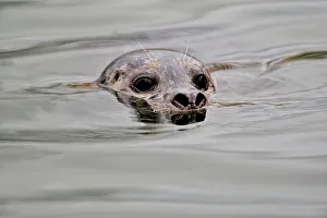 Floating Prints: Harbour Seal (Phoca vitulina), Prince Rupert, British Columbia, Canada