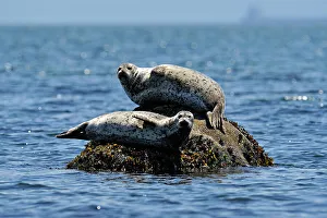 Loafing Prints: Harbour Seal (Phoca vitulina) Sunbathing, Sooke (Whiffen Spit), BC, Canada