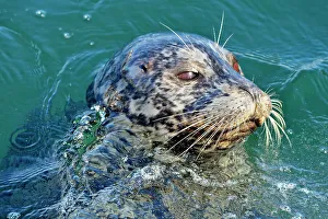 Harbour Seal (Phoca vitulina), Victoria, British Columbia, Canada