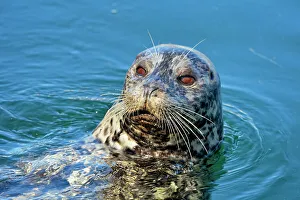 Environmental Prints: Harbour Seal (Phoca vitulina), Victoria, British Columbia, Canada