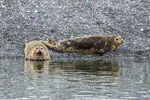 Resting Prints: Harbour Seals, Inside Passage, Alaska, USA