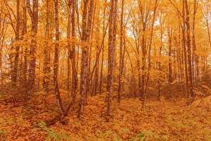 New Brunswick Prints: Hardwood forest in autumn, Aroostook, New Brunswick, Canada