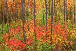 New Brunswick Prints: Hardwood forest in autumn New Canaan, New Brunswick, Canada