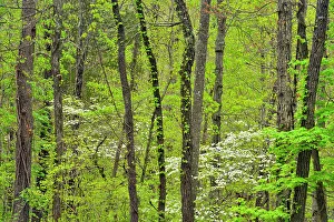Blossoms Prints: Hardwood forest with flowering dogwood, Buffalo National River, Arkansas, USA