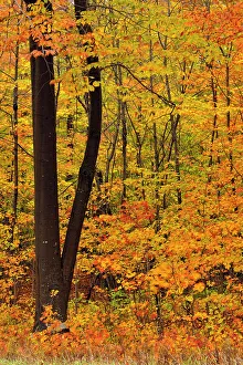 Branches Prints: Hardwood forest in late autumn colour, Hulbert's Corner, Michigan, USA