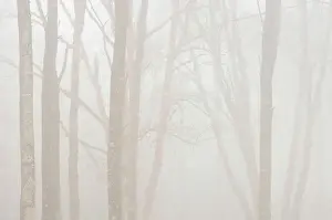 Trunks Prints: Hardwood trees in heavy fog Lake Superior Provincial Park, Ontario, Canada