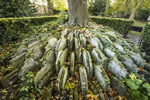 Kings Cross Prints: The Hardy Tree, St. Pancras Old Church, Kings Cross, London, England, UK