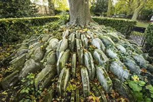 Images Dated 30th October 2017: The Hardy Tree, St. Pancras Old Church, Kings Cross, London, England, UK
