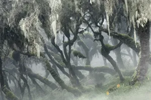 Harenna forest, Bale mountains national park, Ethiopia