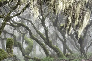 Harenna forest, Bale mountains national park, Ethiopia