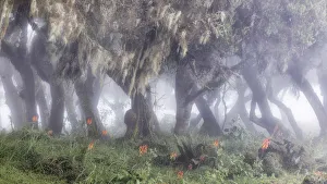 African Alps Gallery: Harenna forest, Bale mountains national park, Ethiopia