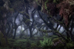 Images Dated 1st June 2023: Harenna forest in Bale Mountains National Park, Ethiopia
