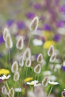 Subtropics Prints: Hares tail grass - France, Corsica, Corse du Sud, Piana