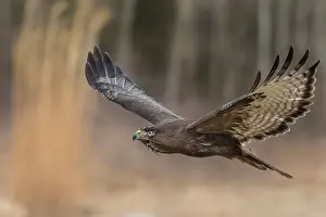 Hawk Prints: Harlan's Red-tailed Hawk (Buteo jamaicensis harlani) - captive bred, Ontario, Canada