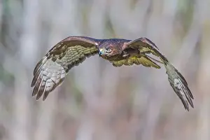 Hawk Prints: Harlan's Red-tailed Hawk (Buteo jamaicensis harlani) - captive bred