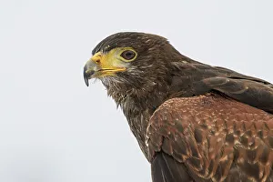 Hawk Prints: Harris's hawk (Parabuteo unicinctus) - captive