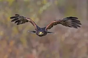 Hawk Prints: Harris's hawk (Parabuteo unicinctus) - captive bred