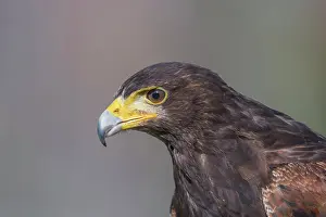 Hawk Prints: Harris's hawk (Parabuteo unicinctus) - captive bred
