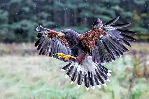 Rain Prints: Harris's hawk (Parabuteo unicinctus) in flight in rain - captive