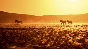 Hartmanns Mountain Zebra, Damaraland, Namibia