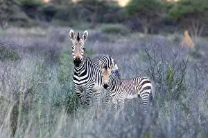 Zebra Prints: Hartmann's Mountain zebra, Okonjima Nature Reserve, Namibia, Africa