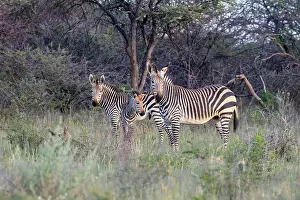Zebra Prints: Hartmann's Mountain zebra, Okonjima Nature Reserve, Namibia, Africa