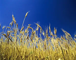 Economy Prints: Harvest in Alentejo, Portugal