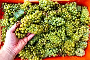 Agricolture Gallery: Harvest in Franciacorta, Brescia province, Lombardy district, Italy, Europe