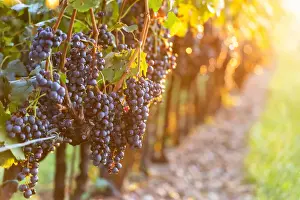Grape Prints: Harvest in Franciacorta, Brescia province in Lombardy district, Italy, Europe