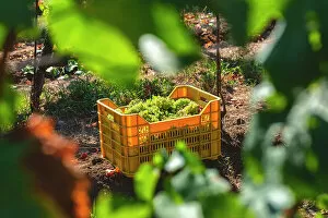Harvest Gallery: Harvest in Franciacorta in summer season, Brescia province in Lombardy district, Italy, Europe