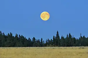 Prairie Prints: Harvest moon on the prairie Cypress Hills Provincial Park Saskatchewan, Canada