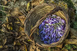 Harvest Gallery: Harvest of saffron in the Navelli plateau. Abruzzo, Italy, Europe