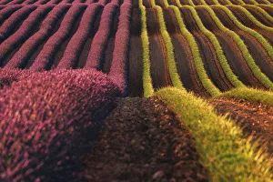 Cote Prints: Harvest time in lavenders fields near Valensole, Provence, France