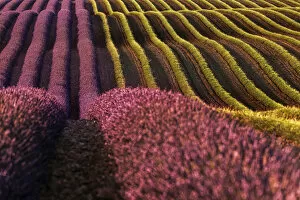 Leonardo Papera Gallery: Harvest time in lavenders fields near Valensole, Provence, France