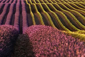 Cote Dazur Gallery: Harvest time in lavenders fields near Valensole, Provence, France