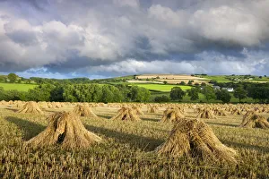 Harvested Prints: Harvested corn stacked traditionally in stooks, Coldridge, Mid Devon, England. Summer