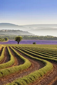 Images Dated 27th March 2023: Harvested lavender field, Plateau de Valensole, Provence-Alpes-Cote d'Azur, France