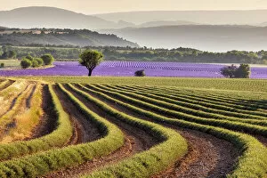 Images Dated 27th March 2023: Harvested lavender field, Plateau de Valensole, Provence-Alpes-Cote d'Azur, France