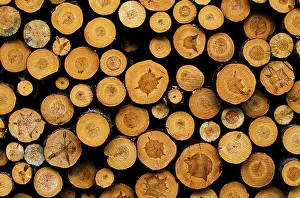 Harvest Prints: Harvested Logs, Bradford, Ontario, Canada