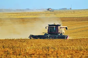 Harvesting Prints: Harvesting lentils with combine. Balcarres, Saskatchewan, Canada