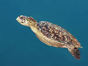 Hawksbill Turtle (Eretmochelys imbricata), Grand Cayman, Cayman Islands, British West Indies