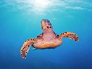 Cayman Prints: Hawksbill Turtle (Eretmochelys imbricata)