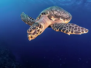 Reptillia Prints: Hawksbill Turtle (Eretmochelys imbricata)