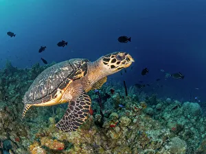 Reptillia Prints: Hawksbill Turtle (Eretmochelys imbricata)