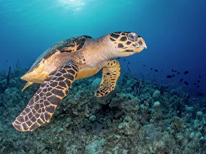 Reptillia Prints: Hawksbill Turtle (Eretmochelys imbricata)