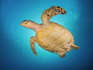 Cayman Prints: Hawksbill Turtle (Eretmochelys imbricata)