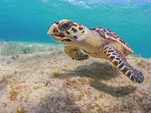 Reptillia Prints: Hawksbill Turtle (Eretmochelys imbricata)