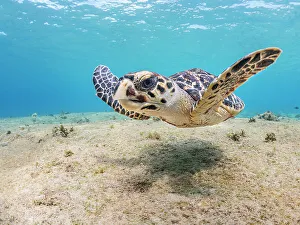 Hawksbill Turtle (Eretmochelys imbricata), Grand Cayman, Cayman Islands, British West Indies