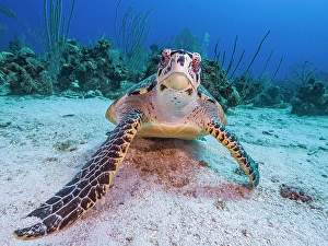 Turtles Prints: Hawksbill Turtle (Eretmochelys imbricata)